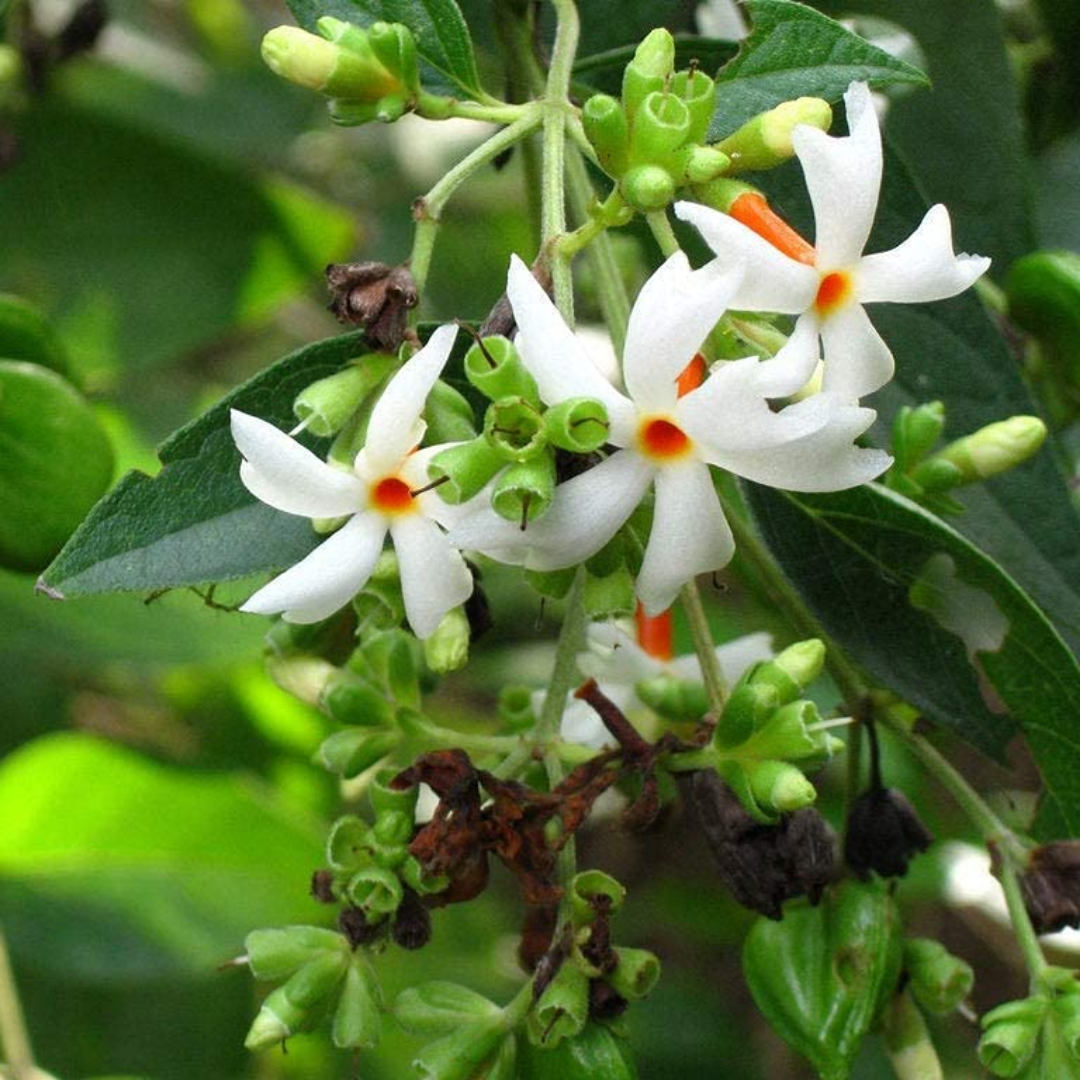 Fragrant Coral Jasmine White Nyctanthes Arbor-tristis Live Flower Plant