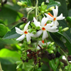 Fragrant Coral Jasmine White Nyctanthes Arbor-tristis Live Flower Plant