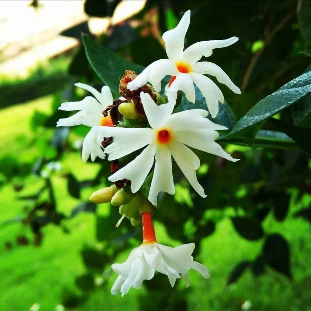 Fragrant Coral Jasmine White Nyctanthes Arbor-tristis Live Flower Plant