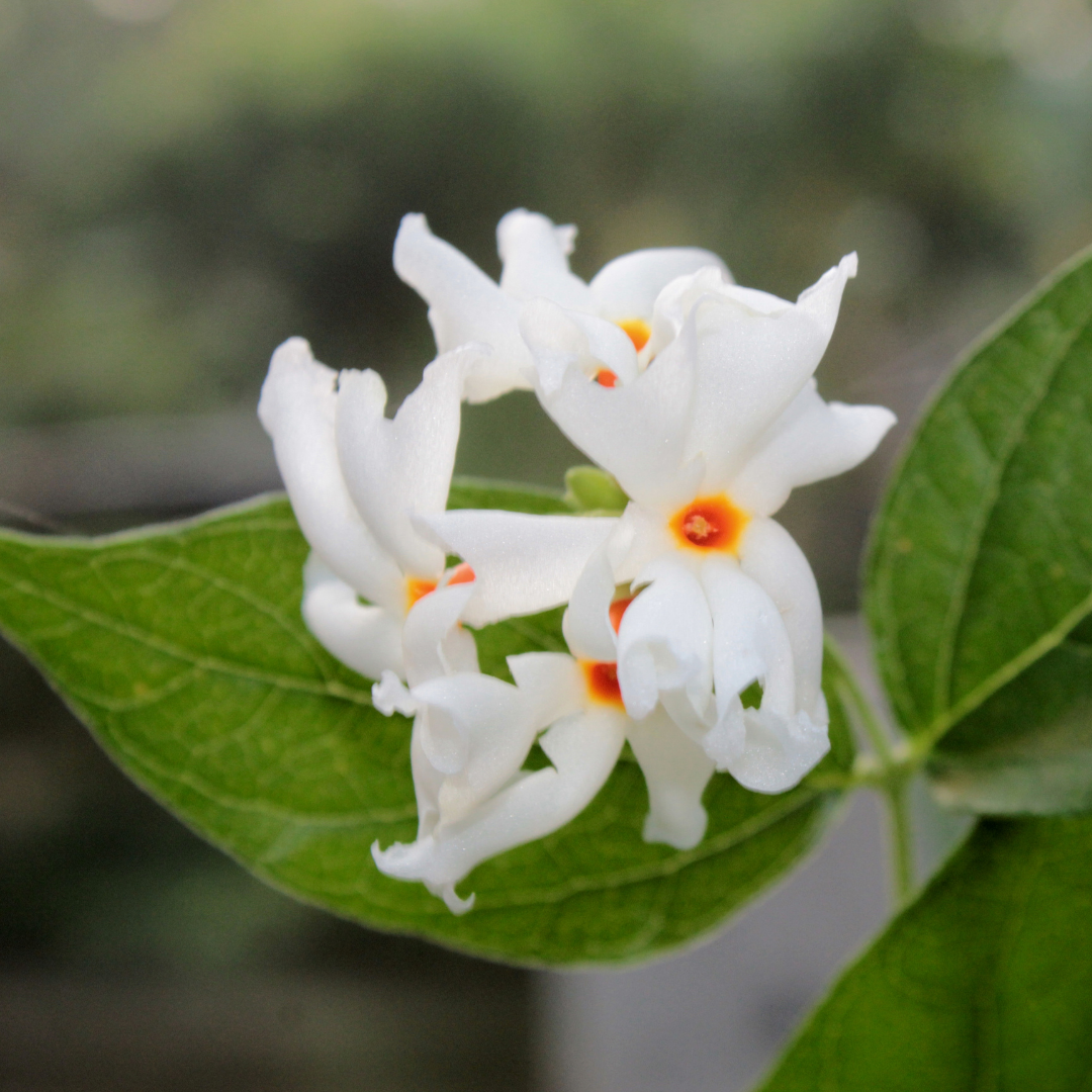 Fragrant Coral Jasmine White Nyctanthes Arbor-tristis Live Flower Plant