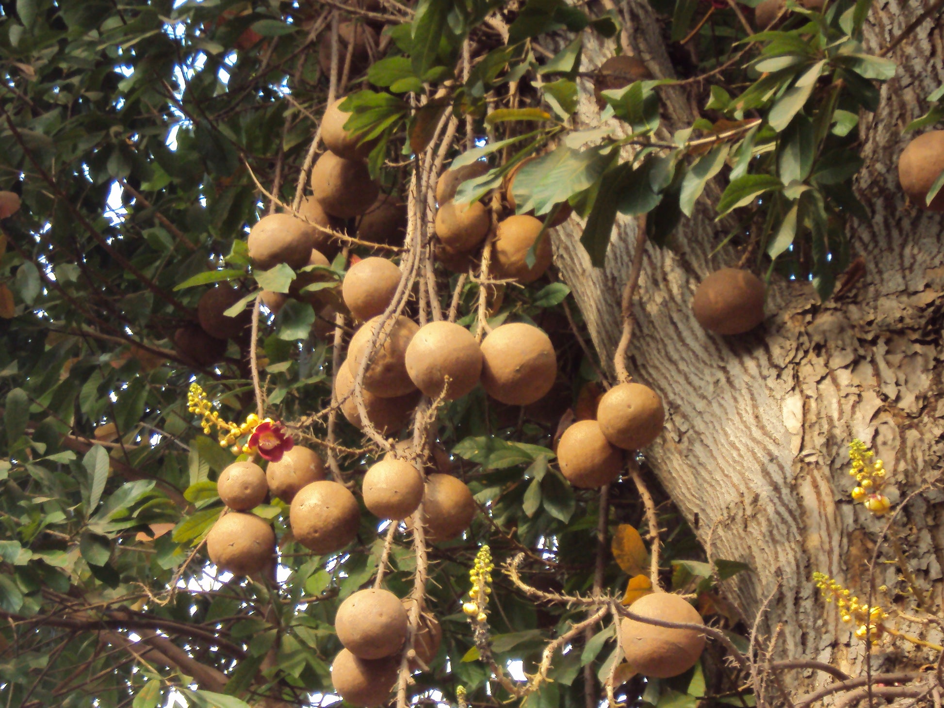 Authentic Nagalingam (Couroupita Guianensis) Medicinal Plant - Healthy Live Sapling