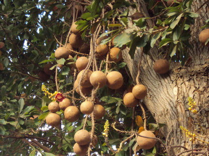 Authentic Nagalingam (Couroupita Guianensis) Medicinal Plant - Healthy Live Sapling