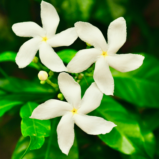 Crape Jasmine Nandhyarvattam Tabernaemontana Divaricata Hybrid Flower Plant Live