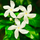 Crape Jasmine Nandhyarvattam Tabernaemontana Divaricata Hybrid Flower Plant Live