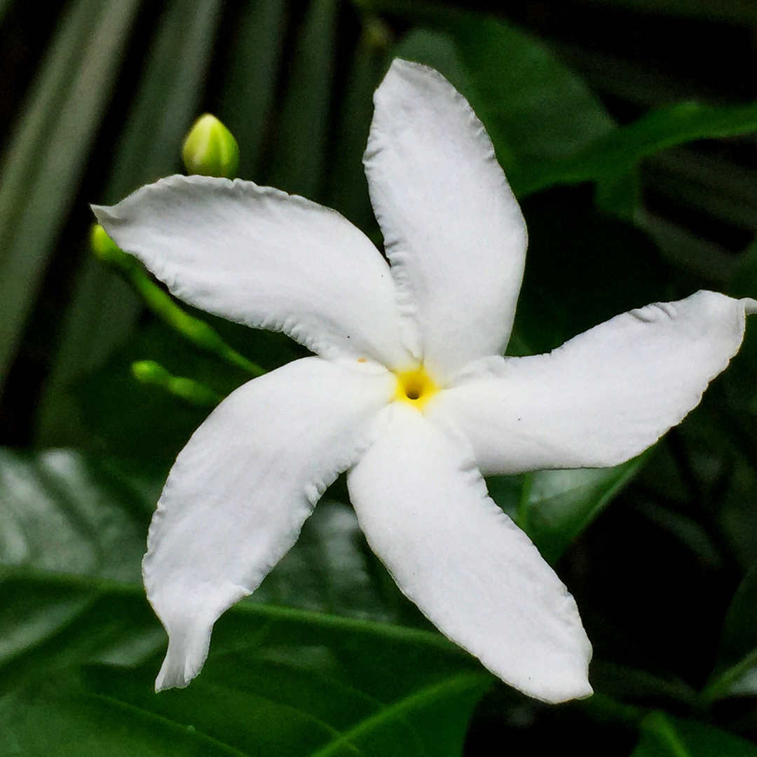 Crape Jasmine Nandhyarvattam Tabernaemontana Divaricata Hybrid Flower Plant Live