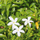 Crape Jasmine Nandhyarvattam Hybrid Flower Plant for Your Beautiful Garden