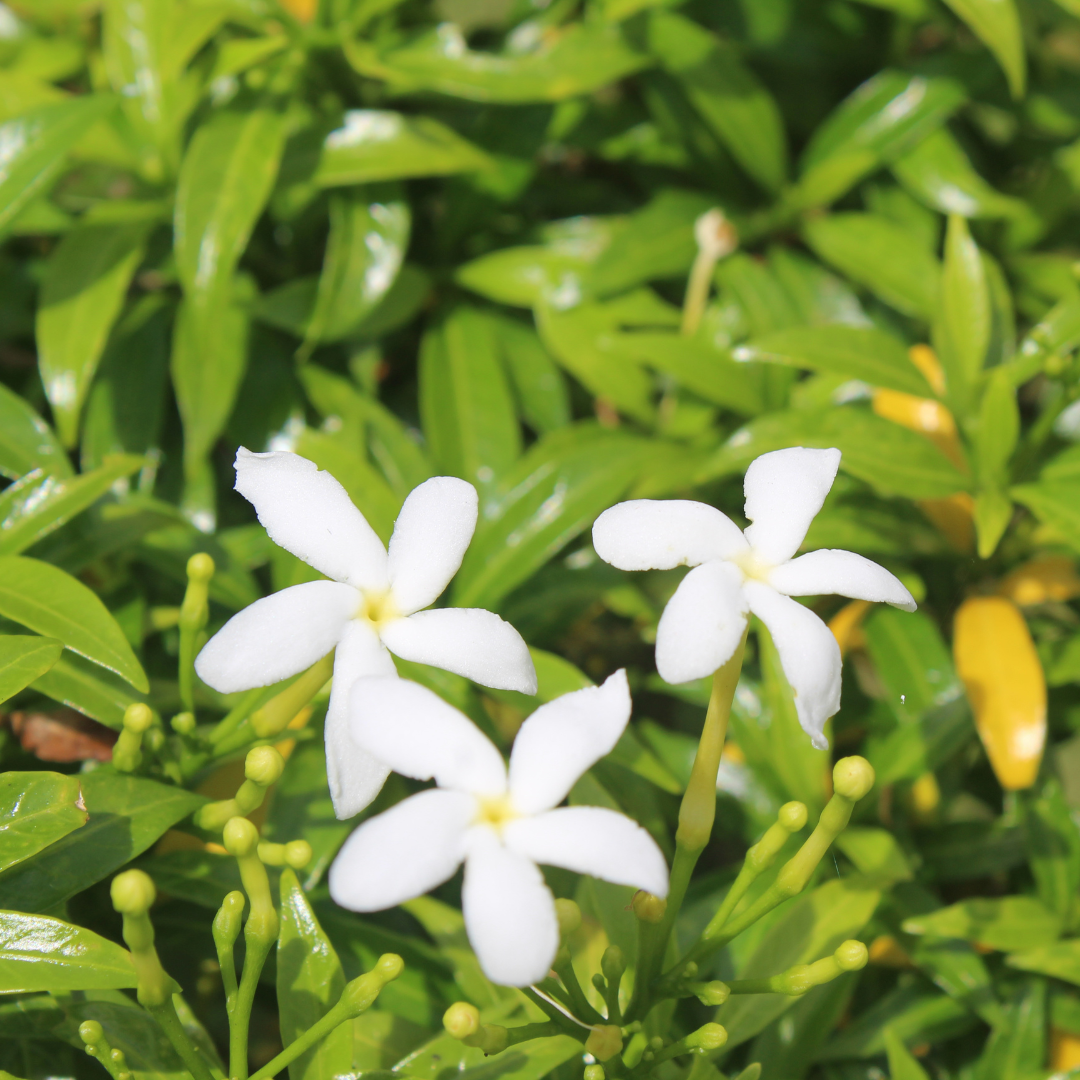 Crape Jasmine Nandhyarvattam Tabernaemontana Divaricata Hybrid Flower Plant Live