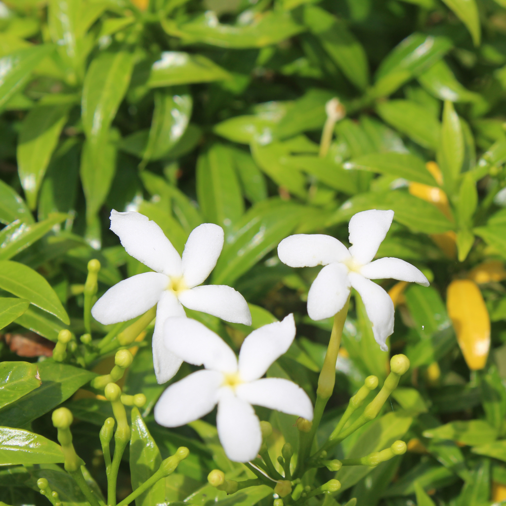 Crape Jasmine Nandhyarvattam Tabernaemontana Divaricata Hybrid Flower Plant Live