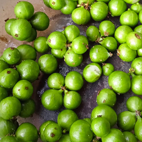 Jaboticaba Cristal Green Fruit Plant