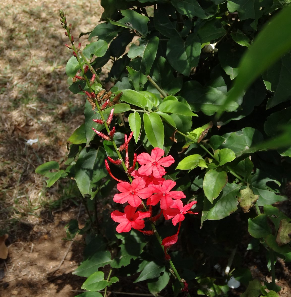 Chethi Koduveli (Plumbago Indica) Medicinal Plant - Live Healthy Plant