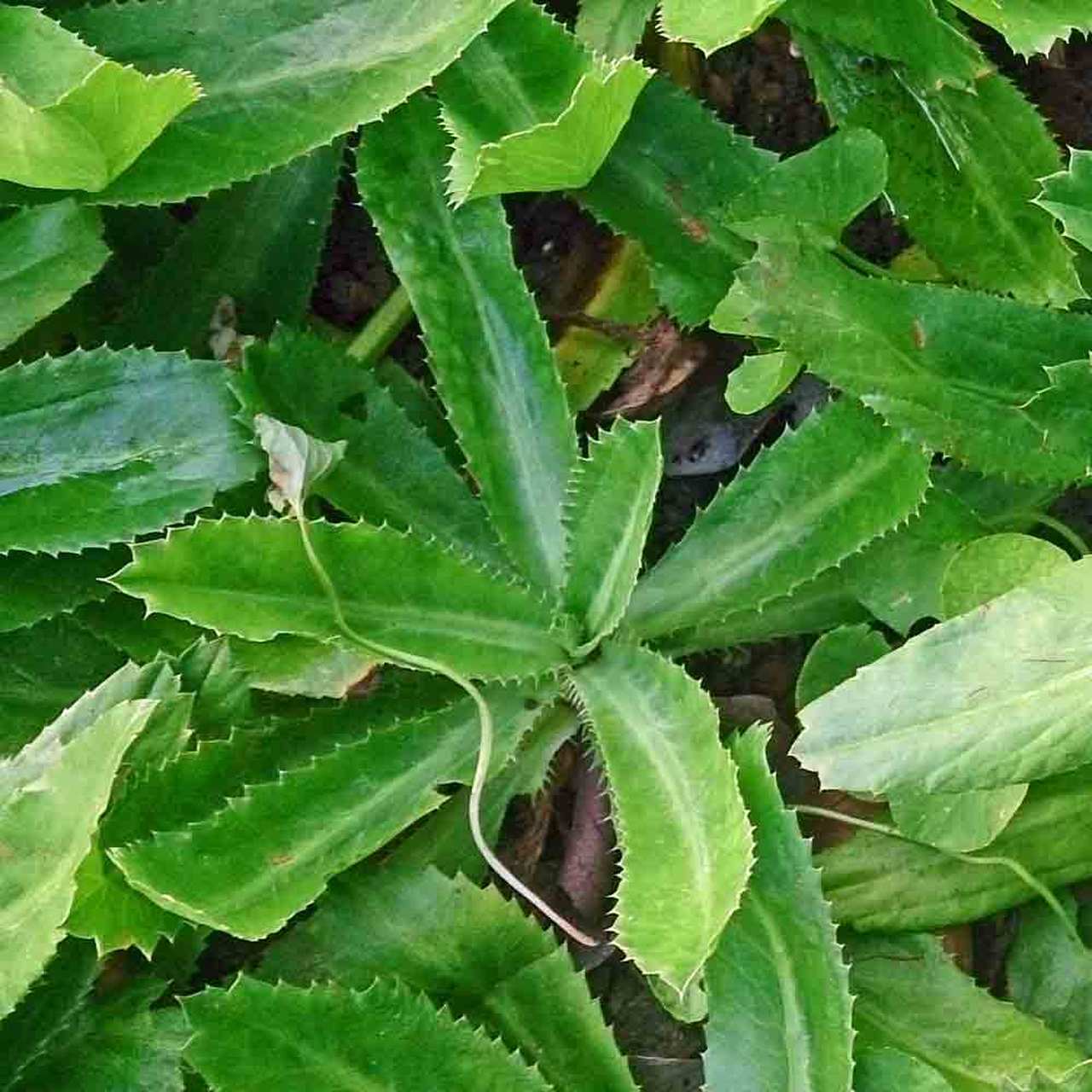 African Malli Coriander: Live Eryngium Foetidum Medicinal Plant for Your Garden