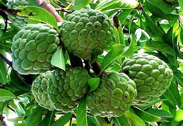 Custard apple plant-  Medicinal Plant Live Plants