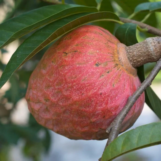 Custard Apple - Red - Annona reticulata Fruit Plant