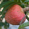 Custard Apple - Red - Annona reticulata Fruit Plant