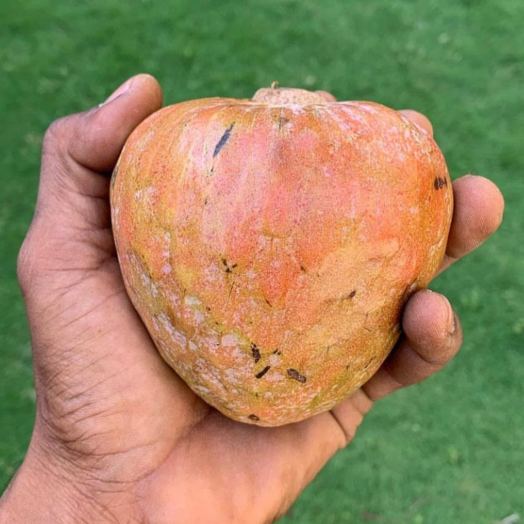 Custard Apple - Red - Annona reticulata Fruit Plant