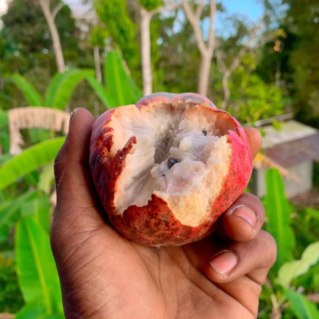 Custard Apple - Red - Annona reticulata Fruit Plant