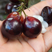 Jaboticaba Grauda Fruit Plant