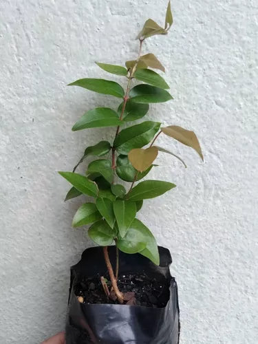 Jaboticaba Cabinho Café Ipuiúna Fruit Plant