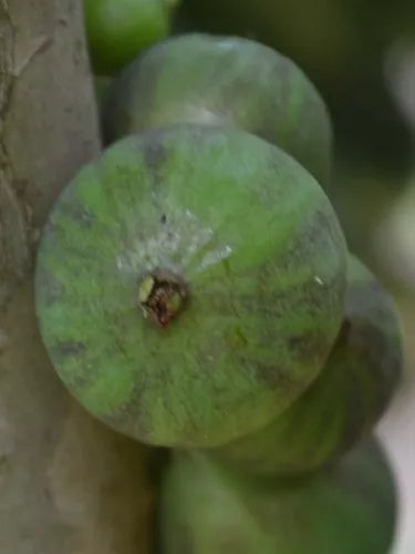 Jaboticaba Melancia Fruit Plant