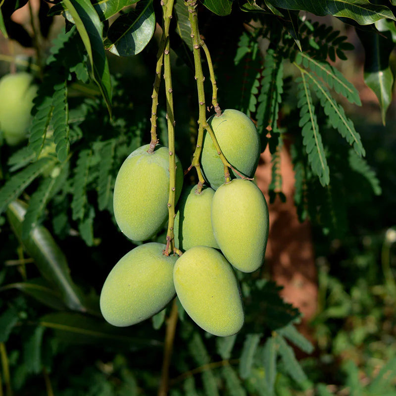 Mango Plant (Dasheri) Live Mango 1 Plant (Mangifera indica) – Grafted Variety  -Fruit Plants