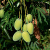 Mango Plant (Dasheri) Live Mango 1 Plant (Mangifera indica) – Grafted Variety  -Fruit Plants