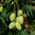 Mango Plant (Dasheri) Live Mango 1 Plant (Mangifera indica) – Grafted Variety  -Fruit Plants