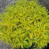 Rare Golden Ball Aralia Live Plant | Healthy Decorative Indoor & Outdoor Plant - Best Selling