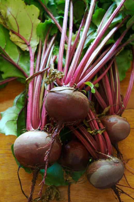 Organic Beetroot F1 Hybrid seeds- Open Pollinated 20 seeds-vegetable seeds