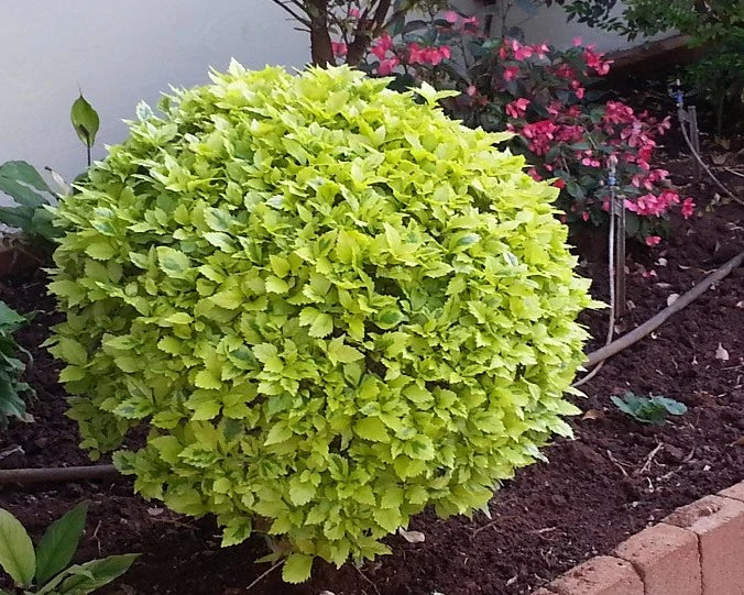 Golden Duranta (Golden Dewdrops) Live Plant | Attractive Hedge Plant for Home & Garden | Healthy Live Plant - Best Selling