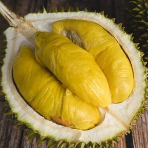 Durian - Musang King  - Fruit Plant