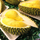 Durian - Nonthaburi - Fruit Plant