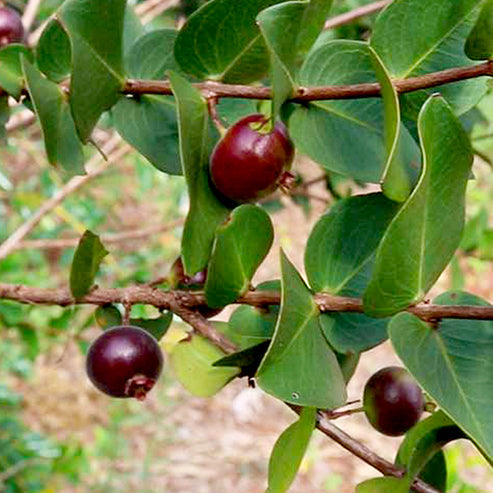 Dwarf Jaboticaba  Fruit Plant