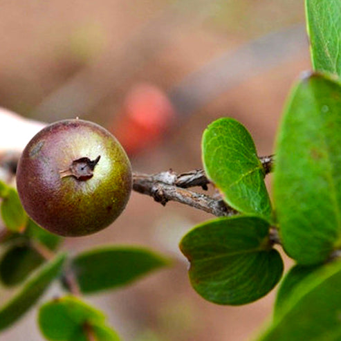 Dwarf Jaboticaba  Fruit Plant