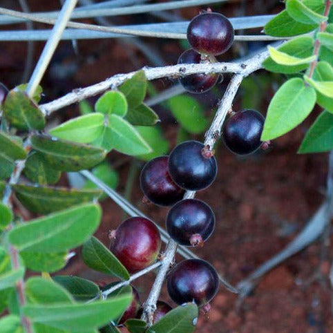 Dwarf Jaboticaba  Fruit Plant