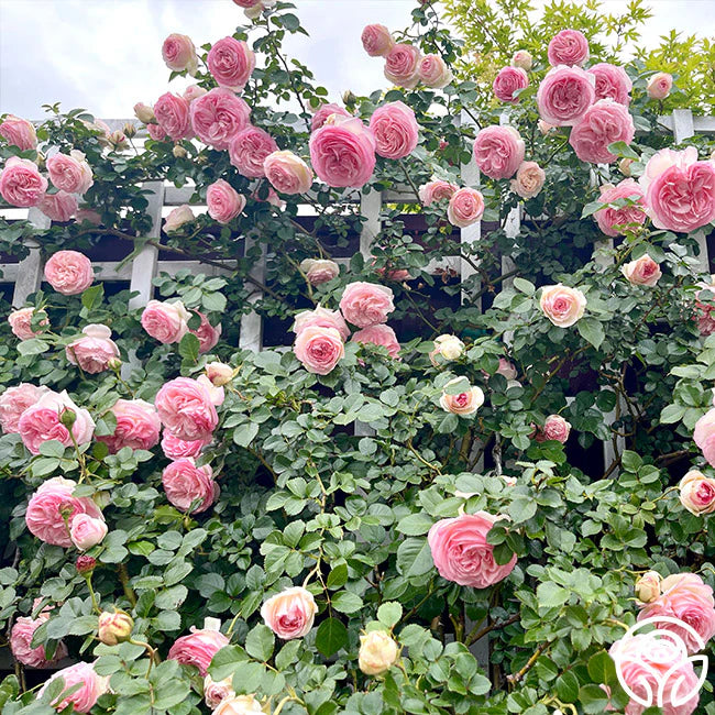 Heritage Climber Rose Seeds – Premium Hybrid Blooms for Garden Charm - Rose Seeds