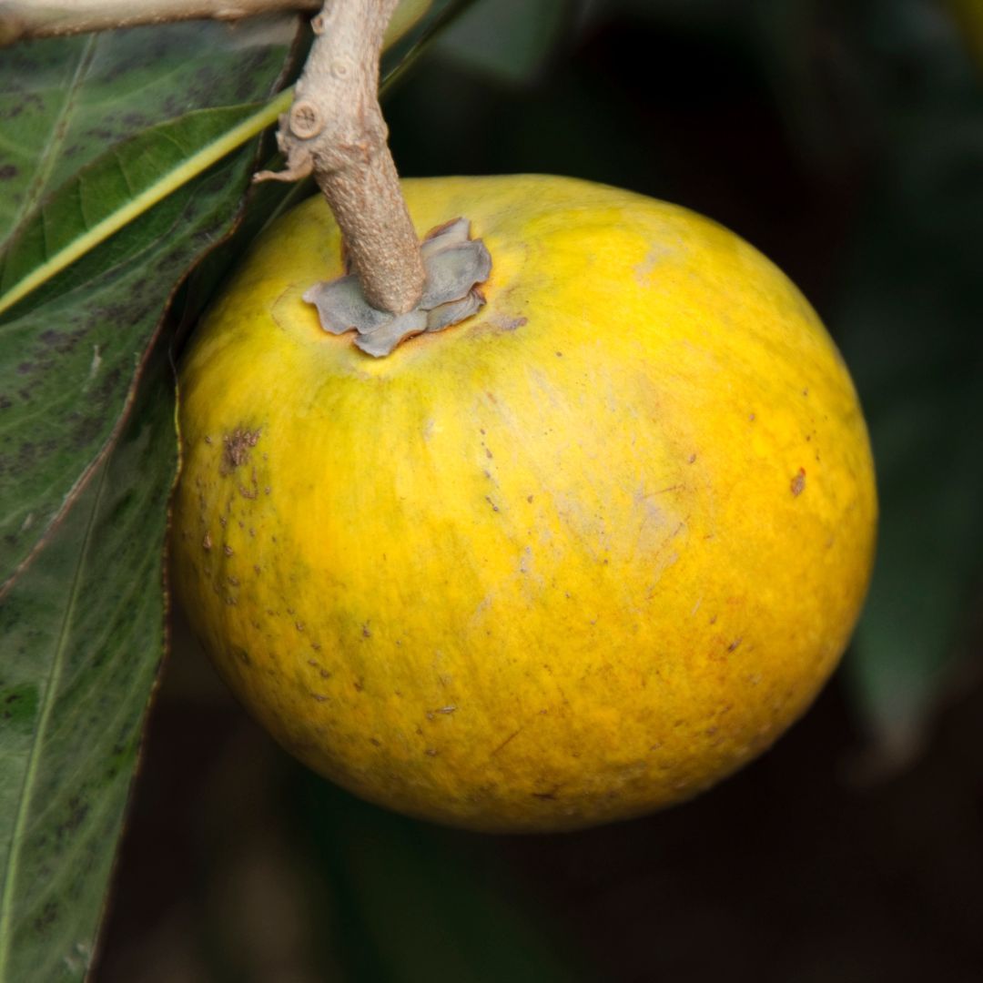 Eggfruit - Round - Pouteria campechiana Fruit Plant