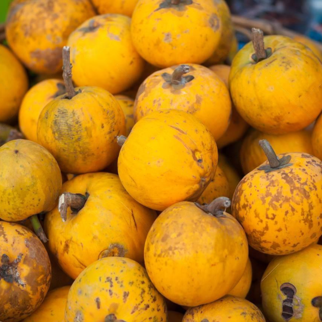 Eggfruit - Round - Pouteria campechiana Fruit Plant