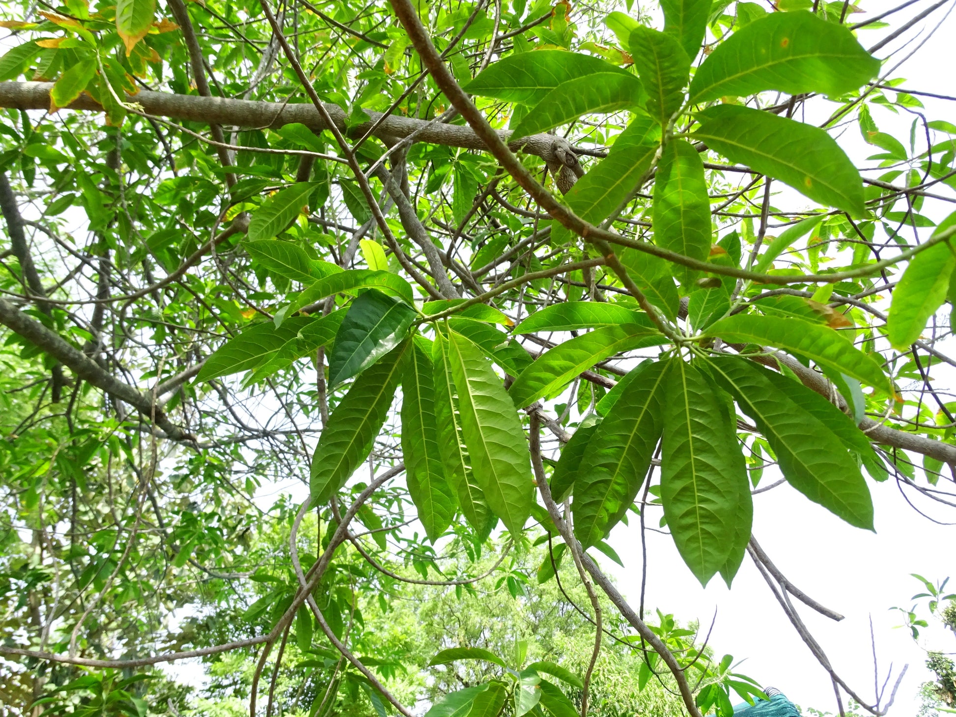 Authentic Rudraksham (Elaeocarpus Angustifolius) Medicinal Plant - Live and Healthy