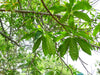 Authentic Rudraksham (Elaeocarpus Angustifolius) Medicinal Plant - Live and Healthy