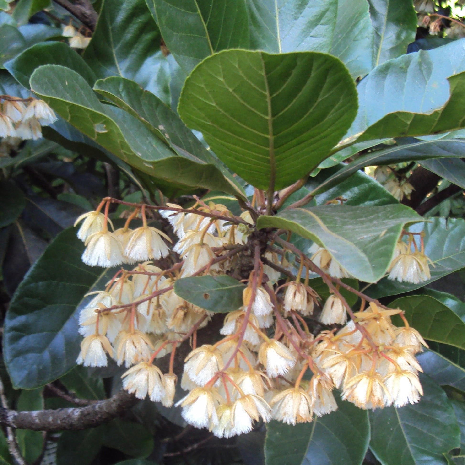 Bhadraksham Elaeocarpus Tuberculatus Medicinal Plant: Ayurvedic Health & Immunity Booster
