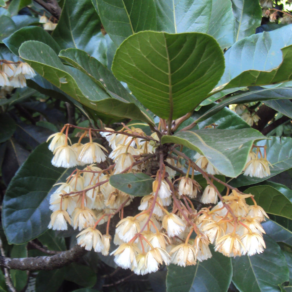 Bhadraksham Elaeocarpus Tuberculatus Medicinal Plant: Ayurvedic Health & Immunity Booster