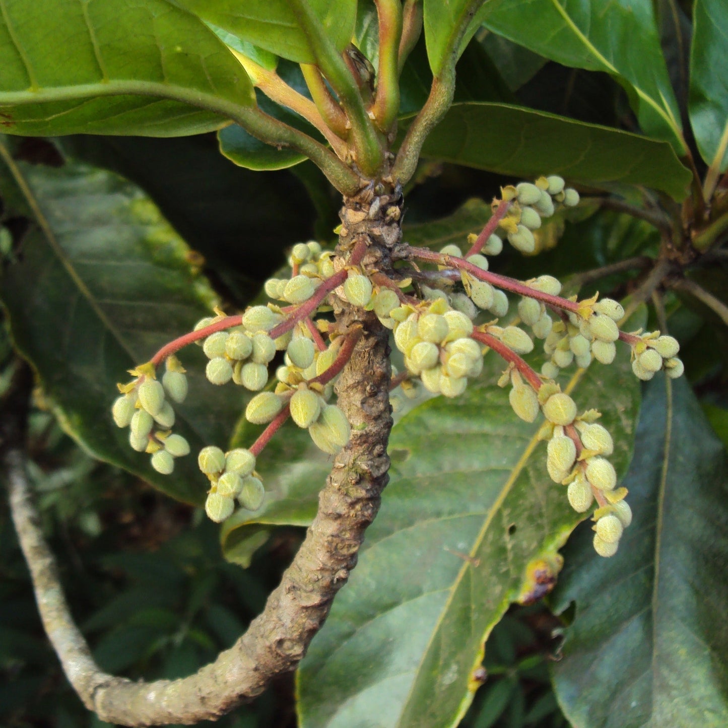 Bhadraksham Elaeocarpus Tuberculatus Medicinal Plant: Ayurvedic Health & Immunity Booster