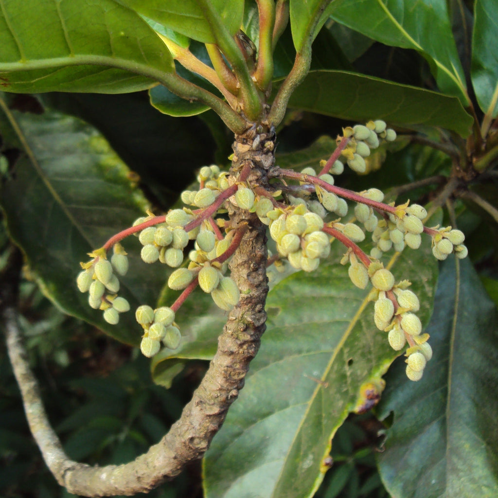 Bhadraksham Elaeocarpus Tuberculatus Medicinal Plant: Ayurvedic Health & Immunity Booster