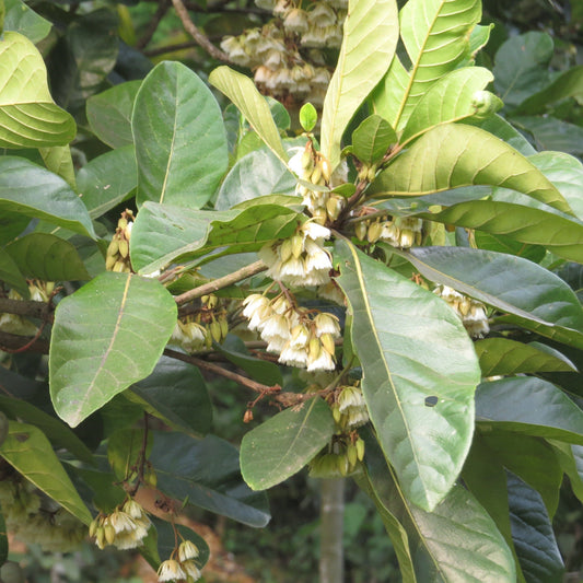 Bhadraksham Elaeocarpus Tuberculatus Medicinal Plant: Ayurvedic Health & Immunity Booster