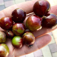 Jaboticaba Escarlate Fruit Plant