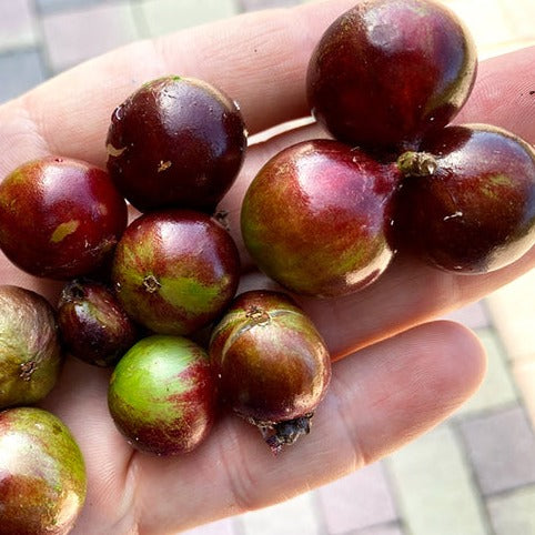 Jaboticaba Escarlate Fruit Plant