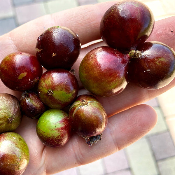 Jaboticaba Caipirinha Fruit Plant