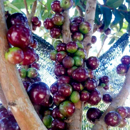 Jaboticaba Escarlate Fruit Plant