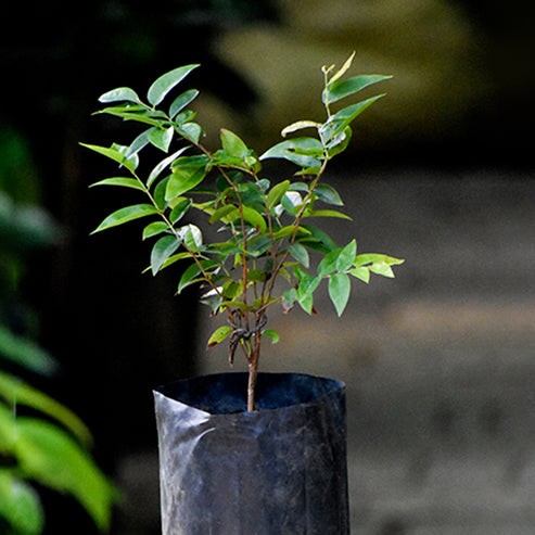 Jaboticaba Escarlate Fruit Plant