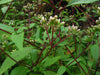 Ayapana Triplinervis Medicinal Plant: Live, Healthy, Polybag-Grown for Wellness